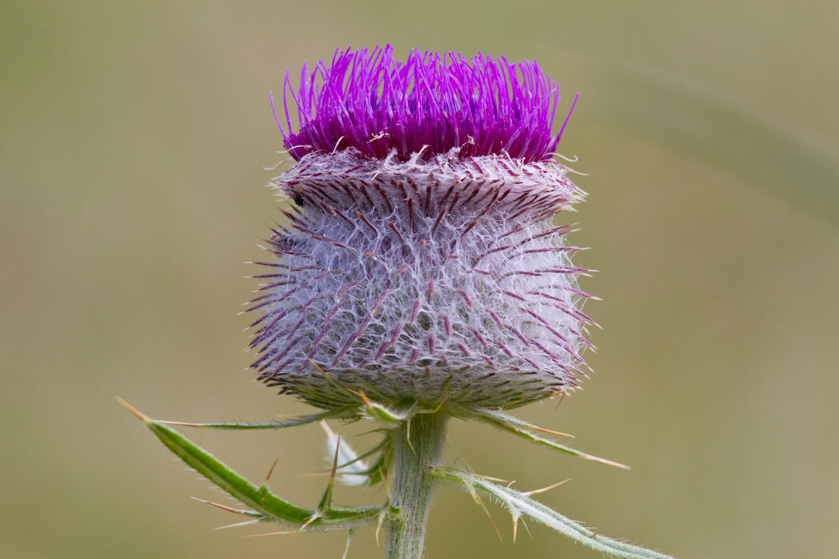 Cirsium eriophorum / Cardo scardaccio